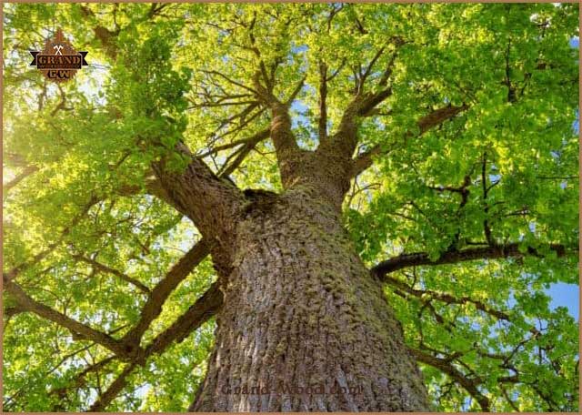 چوب درخت توسکا از جنگل های شمال ایران