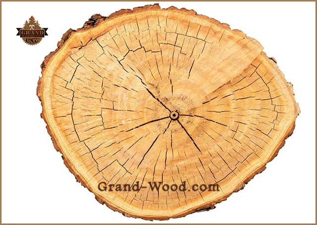 کاربرد و ویژگی چوب ردخت ملچ چیست؟