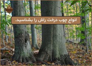 آشنایی با انواع جوب درخت راش